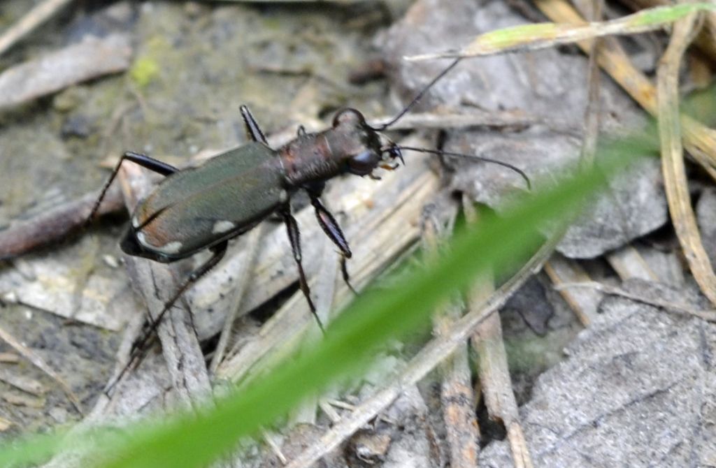 Cylindera germanica germanica